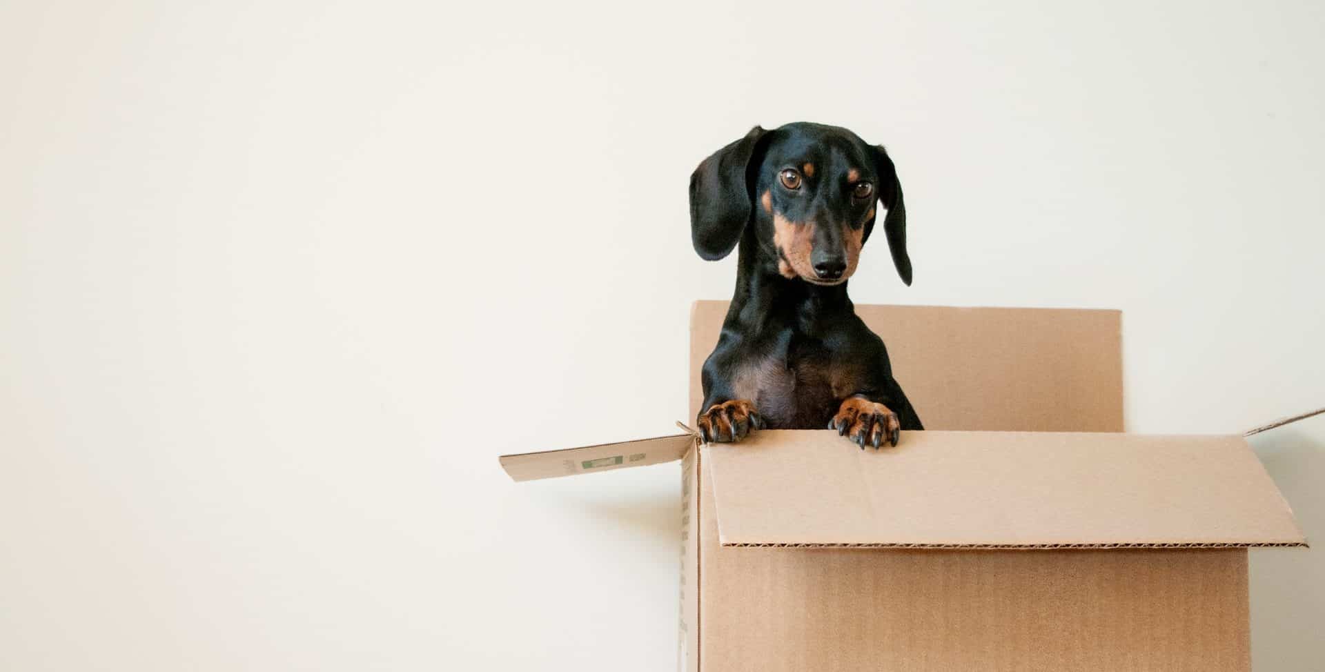 10 Dog Moving Tips to Help Your Pets Settle In Your New Home Easier